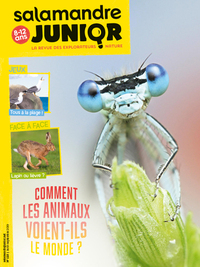 N°125 La salamandre junior