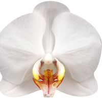 ORCHIDEES (LIVRE FORME)