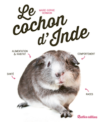 Le cochon d'Inde