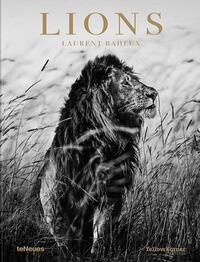 Lions /anglais