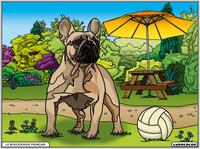 Le Bouledogue français au parc