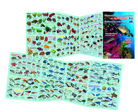 Découverte de la vie sous-marine en Méditerranée