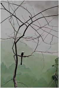 GIORGIA VALLI AVES MEI /ANGLAIS