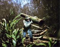 ALEJANDRO CHASKIELBERG LA CRECIENTE /ANGLAIS