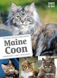 MAINE COON - COMPORTEMENT, SOINS, SOCIABILISATION