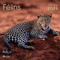 CALENDRIER FELINS 2026