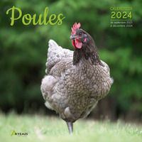 Calendrier Poules 2024