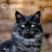 Calendrier chats 2026