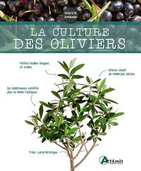 LA CULTURE DES OLIVIERS