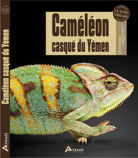CAMELEON CASQUE DU YEMEN