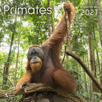 Calendrier Primates 2027