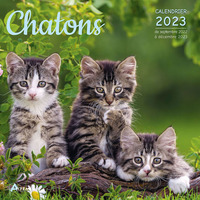 Calendrier chatons 2023