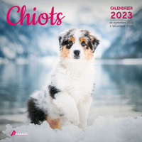 Calendrier chiots 2023
