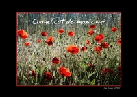 COQUELICOT DE MON C UR LIVRE POSTER DIN A4 HORIZONTAL