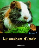 Le cochon d'inde