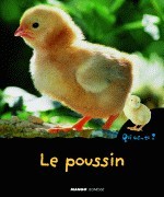 Le poussin