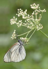 CARNET DE PHOTOGRAPHES MACROPHOTOGRAPHIE