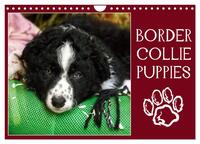 Border collie puppies (Calendrier mural 2027 DIN A4 vertical), CALVENDO calendrier mensuel