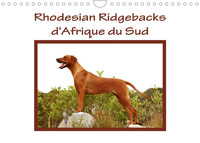 Rhodesian Ridgebacks d'Afrique du Sud (Calendrier mural 2022 DIN A4 horizontal)