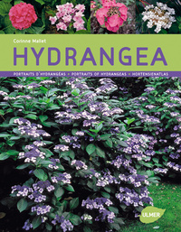 HYDRANGEAS - PORTRAITS