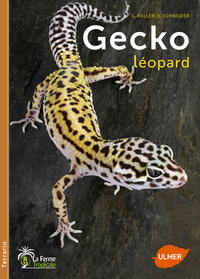 GECKO LEOPARD