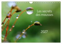 Les secrets des mousses (Calendrier mural 2027 DIN A4 vertical), CALVENDO calendrier mensuel