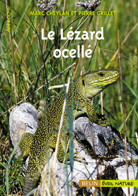 Le Lézard ocellé