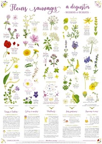 FLEURS SAUVAGES A DEGUSTER - BOISSONS ET DESSERTS