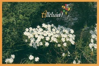 PACK CARTES PAQUES PENTECOTE CJ38 10EX