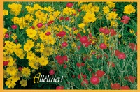 PACK CARTES PAQUES PENTECOTE CJ41 10EX