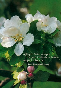 PACK LUMIERE CL28 10EX