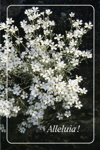 PACK CARTES PAQUES PENTECOTE CJ17 10EX