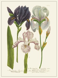 PLANCHE FLEUR IRIS