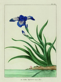 AFFICHE "IRIS - LE GRAND JARDIN" - 30 X 40 CM