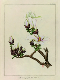 AFFICHE "IULAN BLANC - LE GRAND JARDIN" - 30 X 40 CM