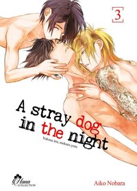 Stray Dog in the night