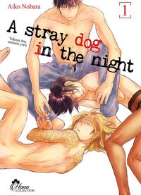 Stray Dog in the night