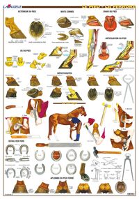 PLANCHE HIPPOLOGIE - LE PIED, LA FERRURE