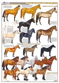 PLANCHE HIPPOLOGIE - LES RACES DE BERCEAU FRANCAIS