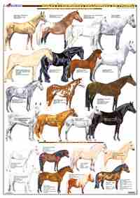 PLANCHE HIPPOLOGIE - RACES ETRANGERES RECONNUES EN FRANCE