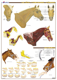 PLANCHE HIPPOLOGIE - LA TETE, L'ENCOLURE, L'EPAULE