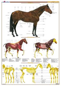 PLANCHE HIPPOLOGIE - ANATOMIE