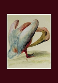 CARNET LIGNE, PELICAN