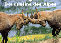 BOUQUETINS DES ALPES