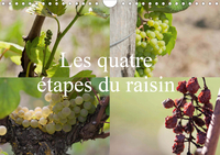 Les quatre étapes du raisin (Calendrier mural 2020 DIN A4 horizontal)