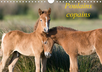 Poulains copains (Calendrier mural 2020 DIN A4 horizontal)