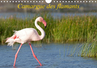 Camargue des flamants (Calendrier mural 2020 DIN A4 horizontal)