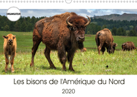 LES BISONS DE L AMERI