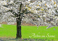 ARBRE EN SCENE CALEN