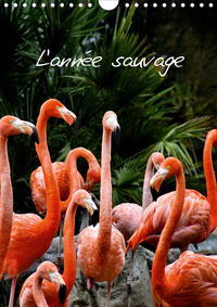 L ANNEE SAUVAGE CALE